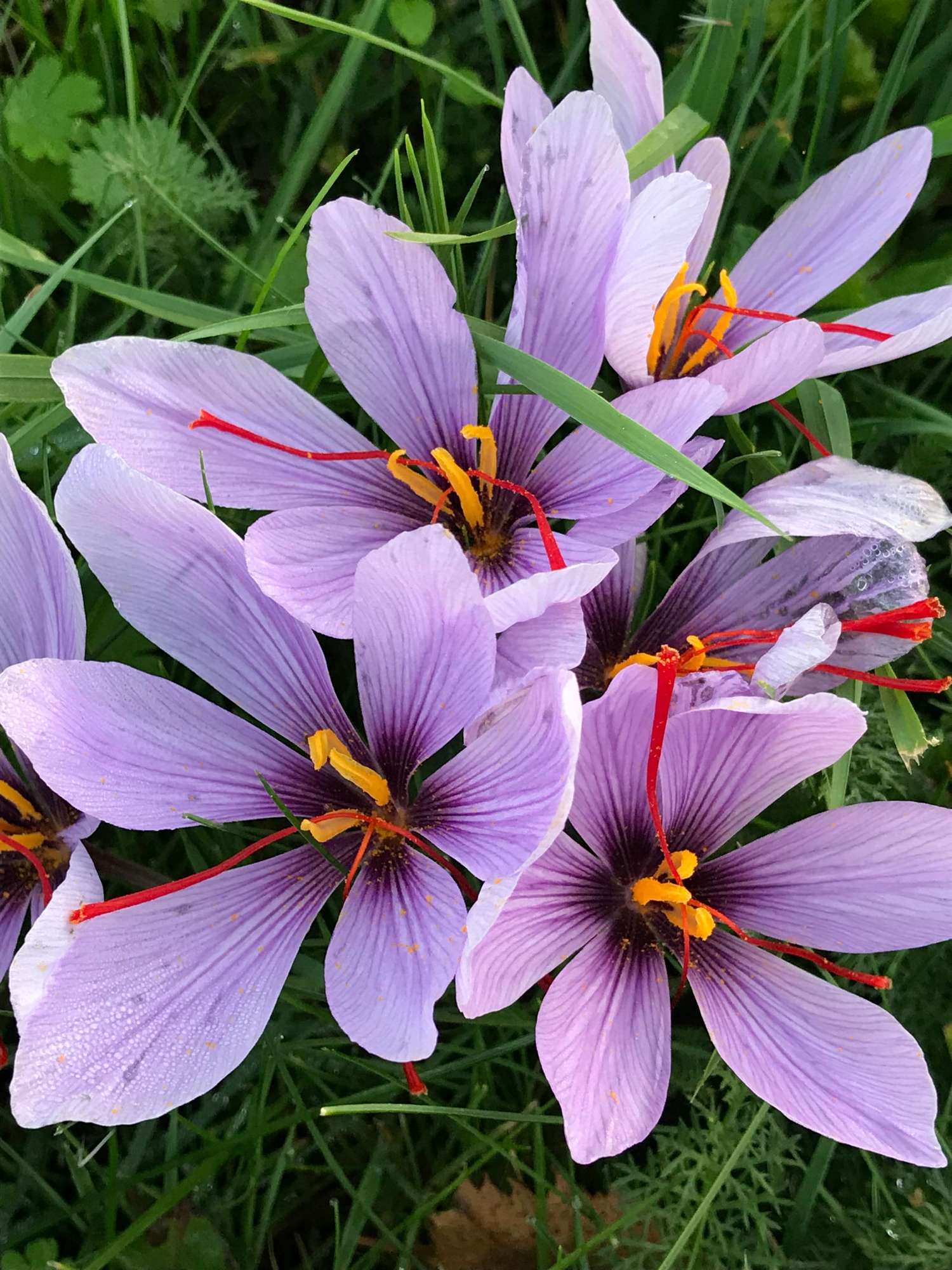 Maustesahrami 'Crocus Sativus'